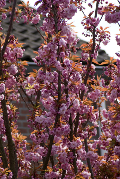 prunus-serrulata-kanzan-imgp0265 TUINHULP UW GRATIS ONLINE VRAAGBAAK ...