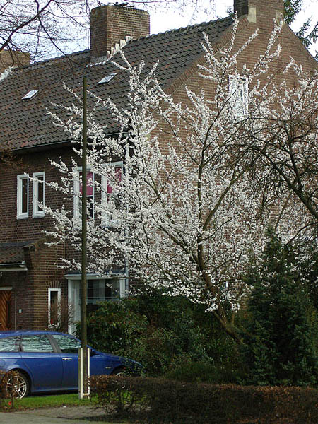 prunus-spinosa TUINHULP UW GRATIS ONLINE VRAAGBAAK VOOR DE TUIN ...